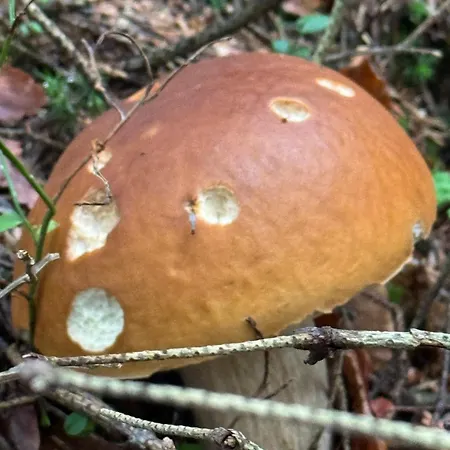 Tara *